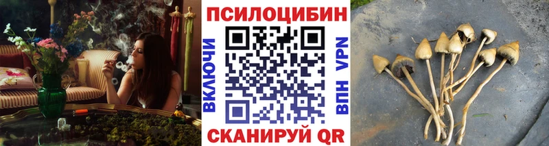 Псилоцибиновые грибы мицелий  Ленинградская 